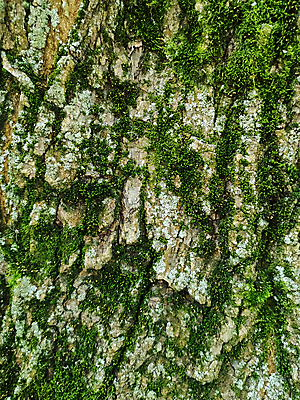 포토 JPG 해외이미지 나무 백그라운드 자연 표면 건조 이끼 사람없음 야외 목재 갈색 환경 어둠 거친 피부 묘사 부식 질감 목공예 나무껍질 잡동사니 내추럴 외양간 수목 옛날 울퉁불퉁 디테일 해외포토 식물 컬러 재료 신체부위 껍질 공예 생태계 파일형식 이미지허브