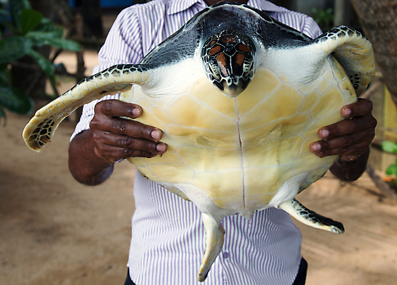 포토 JPG 해외이미지 동물 손 얼굴 야생동물 바다 백그라운드 파충류 자연 항해 양서류 어류 사람없음 초록색 물 파란색 머리 수중 수영 껍질 연못 잡기 거북이 보호 큼 인도인 생태계 다이빙 내추럴 해외포토 자연요소 외국인 컬러 컨셉 배_교통 모션 동양인 신체부위 수중동물 수상스포츠 크기 수중스포츠 파일형식 이미지허브