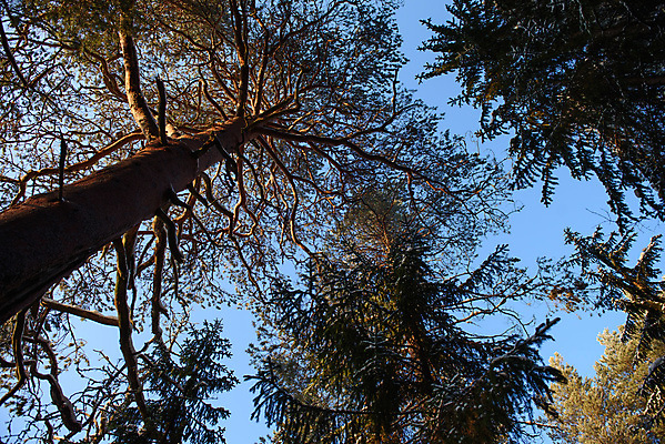 포토 JPG 해외이미지 나무 계절 공원 실루엣 여행 백그라운드 겨울 자연 벽지 하늘 날씨 추상 휴가 그림자 풍경 사람없음 야외 목재 파란색 빛 맑음 냉동 검은색 추위 덮개 흰색 나뭇가지 숲 즐거움 질감 서리 장면 공상 북쪽 전나무 내추럴 눈내림 해외포토 식물 공공시설 감정 컬러 무늬 재료 눈_날씨 촬영기법 뚜껑 방향 생태계 파일형식 이미지허브