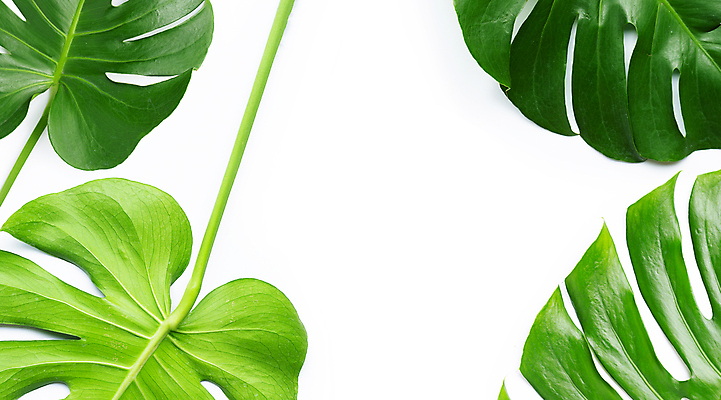 포토 JPG 해외이미지 실내 사람없음 여러개 흰배경 몬스테라 열대잎 카피스페이스 해외포토 식물 다수 백그라운드 잎 내부 공백 흰색 파일형식 이미지허브