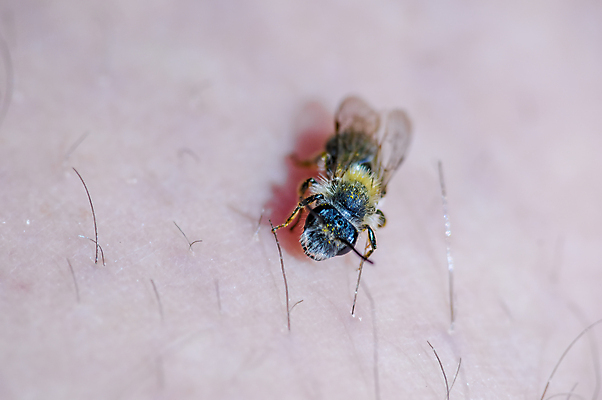 포토 JPG 해외이미지 식물 동물 계절 꽃 야생동물 나비 곤충 백그라운드 잎 날개 자연 사람없음 야외 초록색 빛 컬러풀 정원 닫기 해충 벌레 말벌 위험 작음 무서움 벌 딱정벌레 묘사 싱글 생물학 무당벌레 거미 내추럴 고립 오싹 해외포토 교육 감정 컬러 컨셉 모션 벌_곤충 크기 생태계 파일형식 이미지허브