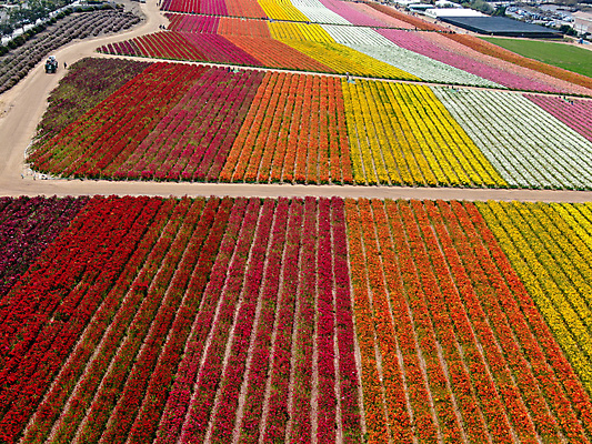 포토 JPG 해외이미지 식물 계절 꽃잎 꽃 분홍색 백그라운드 꽃무늬 밭 농업 오렌지 비즈니스 자연 노동자 풍경 사람없음 빨간색 초록색 여름 컬러풀 농장 노란색 여행객 정원 미국 봄 벚꽃 시골 언덕 캘리포니아 양귀비 조감도 해외포토 직업 산업 컬러 북아메리카 무늬 과일 사람 생태계 파일형식 이미지허브