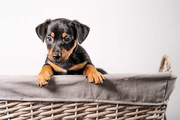 포토 JPG 해외이미지 스튜디오촬영 동물 한마리 1 라이프스타일 응시 행복 얼굴 새끼 포즈 백그라운드 털 실내 사랑 앉기 사람없음 반려동물 갈색 바구니 귀여움 검은색 우정 흰색 개 달콤 강아지 작음 테리어 부드러움 송곳니 경보 고립 돌봄 유래 해외포토 시선 감정 컬러 컨셉 포유류 모션 내부 생활 신체부위 친구 감각 맛 치아 크기 파일형식 이미지허브