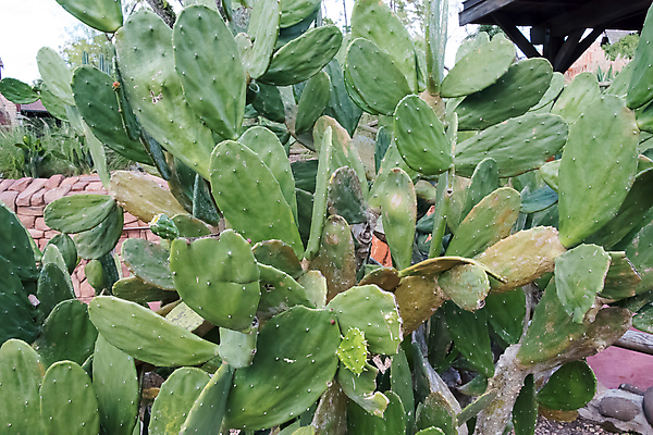 포토 JPG 해외이미지 나무 식물 디자인 꽃 실루엣 여행 백그라운드 자연 추상 멕시코 선인장 풍경 사람없음 초록색 여름 일몰 사막 못 애리조나 해외포토 계절 컬러 북아메리카 무늬 촬영기법 노을 미국 공구 생태계 파일형식 이미지허브