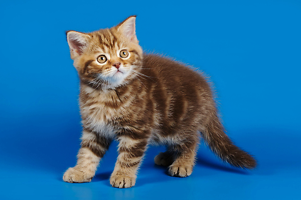 포토 JPG 해외이미지 동물 응시 백그라운드 장난 포유류 털 사람없음 반려동물 귀여움 고양이 줄무늬 흰색 작음 모피 사진사 호기심 얼룩무늬 솜털 고립 기르기 직진 스코틀랜드 해외포토 시선 감정 컬러 컨셉 무늬 영국 크기 작가 돌봄 파일형식 이미지허브