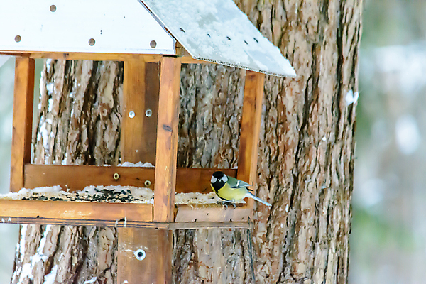 포토 JPG 해외이미지 동물 계절 공원 야생동물 음식 백그라운드 겨울 날개 자연 조류 날씨 씨앗 사람없음 야외 목재 환경 정원 냉동 추위 숲 작음 먹이 깃털 생물학 꼬리 서리 부리 내추럴 동물상 수유 눈내림 해외포토 나무 식물 공공시설 교육 재료 눈_날씨 조형물 크기 생태계 파일형식 이미지허브