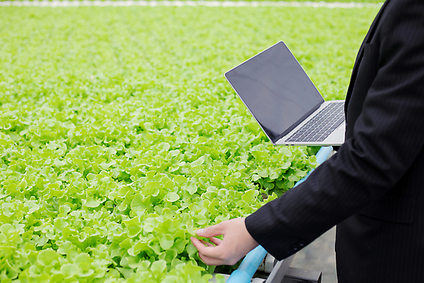 포토 JPG 해외이미지 남자 음식 백그라운드 컨셉 농업 다이어트 채소 비즈니스 자연 건강 실험 요리 한명 사람 초록색 물 노트북 컴퓨터 농장 정원 샐러드 터치 수확 신선 확대 농부 상추 유기농 생물학 양배추 돌봄 매각 온실 비건 해외포토 자연요소 직업 1 웰빙 교육 산업 컬러 모션 전자제품 생태계 채식주의자 파일형식 이미지허브