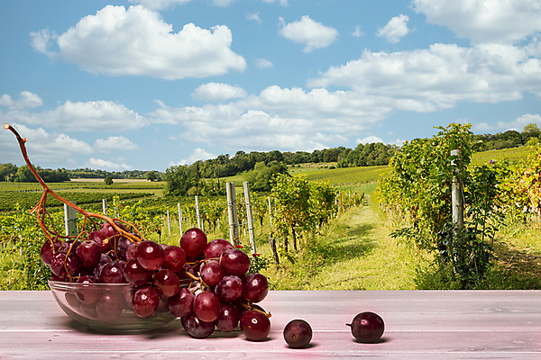 포토 JPG 해외이미지 식물 계절 열매 음식 분홍색 백그라운드 잎 농업 과일 자연 포도 디저트 건강 사람없음 빨간색 초록색 농작물 보라색 검은색 주스 수확 가을 흰색 나뭇가지 신선 달콤 맛 다발 유기농 포도밭 포도나무 내추럴 고립 숙성 양조장 해외포토 나무 웰빙 산업 음료 컬러 컨셉 밭 과일나무 생태계 파일형식 이미지허브