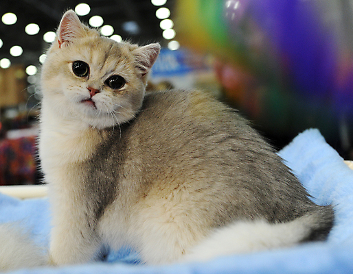 포토 JPG 해외이미지 동물 1 응시 공원 백그라운드 포유류 거리 털 사람 이벤트 사람없음 빨간색 반려동물 세일 고양이 경쟁 전시 흰색 전시회 쇼 새장 얼룩무늬 주인 노숙자 기르기 무료 시범 우울증 헬프 해외포토 시선 공공시설 컬러 컨셉 무늬 도움 질병 돌봄 케이지 파일형식 이미지허브