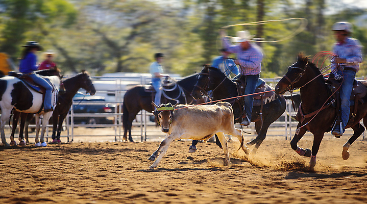 포토 JPG 해외이미지 동물 전통 밧줄 스포츠 포즈 모션 사람없음 컬러풀 달리기 맑음 사진촬영 가축 경기장 목장 잡기 거친 소 승마 카우보이 호주 승차 소프트포커스 속도 황소 슛 로데오 송아지 과속 라이더 블러 서쪽 해외포토 줄 새끼 컬러 포유류 스포츠시설 날씨 촬영기법 촬영 오세아니아 방향 파일형식 이미지허브