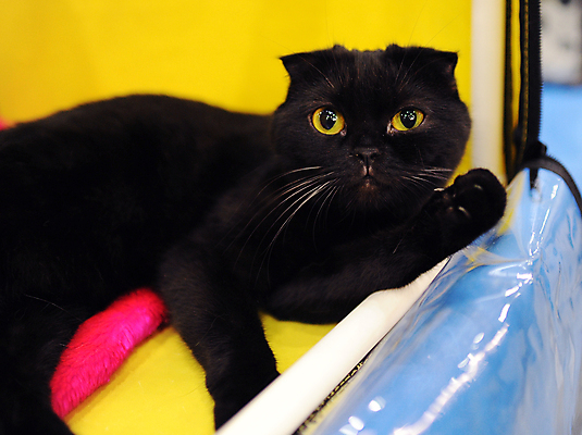 포토 JPG 해외이미지 동물 1 응시 공원 백그라운드 포유류 거리 털 사람 이벤트 사람없음 빨간색 반려동물 세일 고양이 경쟁 전시 흰색 전시회 쇼 새장 얼룩무늬 주인 노숙자 기르기 무료 시범 우울증 헬프 해외포토 시선 공공시설 컬러 컨셉 무늬 도움 질병 돌봄 케이지 파일형식 이미지허브