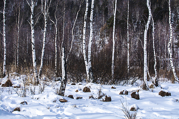 포토 JPG 해외이미지 나무 식물 겨울 밭 자연 풍경 사람없음 야외 침묵 고요 추위 땅 러시아 장면 온도 해외포토 계절 유럽 농업 소리 생태계 파일형식 이미지허브