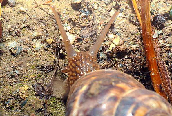 포토 JPG 해외이미지 주간 한마리 근접촬영 사람없음 야외 머리 땅 달팽이 해외포토 자연요소 1 뷰포인트 연체동물 신체부위 파일형식 이미지허브