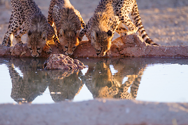 포토 JPG 해외이미지 동물 척추동물 야생동물 여행 포유류 아프리카 친절 항해 서기 사람없음 갈색 검은색 고양이 점 기다림 위험 사파리 호기심 육식동물 치타 경보 세렝게티 탄자니아 해외포토 감정 나라 컬러 컨셉 배_교통 모션 반려동물 파일형식 이미지허브
