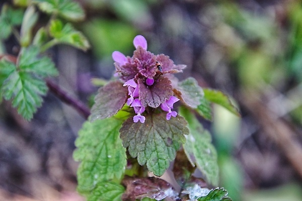 포토 JPG 해외이미지 꽃잎 꽃 잎 자연 사람없음 아웃포커스 봄 화창 해외포토 식물 계절 날씨 촬영기법 생태계 파일형식 이미지허브
