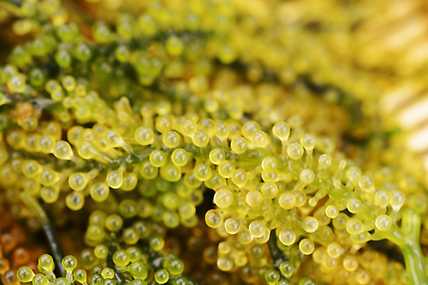 포토 JPG 해외이미지 전통 아시아 음식 바다 백그라운드 잎 다이어트 채소 재료 포도 건강 요리 동양인 사람없음 초록색 일본 식사 샐러드 신선 해조류 상품 유기농 날것 다시마 채식주의자 캐비아 케일 비건 해외포토 식물 웰빙 나라 컬러 과일 식재료 인종 해양식물 채식 파일형식 이미지허브