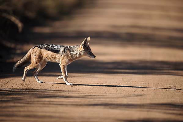 포토 JPG 해외이미지 동물 1 공원 야생동물 포유류 아프리카 자연 서기 사람없음 야외 가로 검은색 황무지 개 보호 작음 사파리 여우 육식동물 케냐 서식지 내추럴 해외포토 공공시설 나라 컬러 컨셉 모션 크기 생태계 파일형식 이미지허브