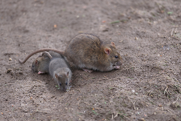 포토 JPG 해외이미지 동물 손 응시 얼굴 야생동물 어린이 음식 포유류 가족 포옹 발 자연 엄마 휴식 털 사랑 사람없음 갈색 젖음 촉촉함 탐험 닫기 쥐 설치류 검색 코 귀 장면 진흙 겹침 탐사 서식지 돌봄 지원 해외포토 시선 감정 컬러 컨셉 관계 안기 모션 사람 신체부위 생태계 파일형식 이미지허브