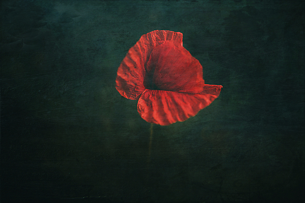 포토 JPG 해외이미지 식물 꽃잎 꽃 백그라운드 꽃무늬 사람없음 야외 빨간색 초록색 컬러풀 환경 어둠 봄 벚꽃 양귀비 내추럴 해외포토 계절 컬러 무늬 파일형식 이미지허브