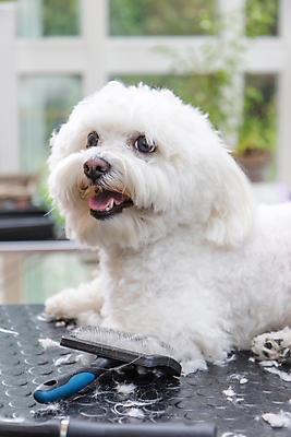 포토 JPG 해외이미지 탁자 실내 사람없음 반려동물 개 테리어 돌봄 애견미용 애견빗 해외포토 동물 가구 포유류 모션 내부 뷰티 애견용품 파일형식 이미지허브