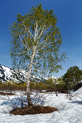 포토 JPG 해외이미지 식물 계절 공원 여행 잎 밭 자연 하늘 산 풍경 사람없음 목재 초록색 파란색 환경 맑음 화목 침묵 봄 나뭇가지 시골 숲 생태계 자작나무 내추럴 산악지대 해외포토 나무 공공시설 컬러 컨셉 농업 재료 날씨 소리 파일형식 이미지허브