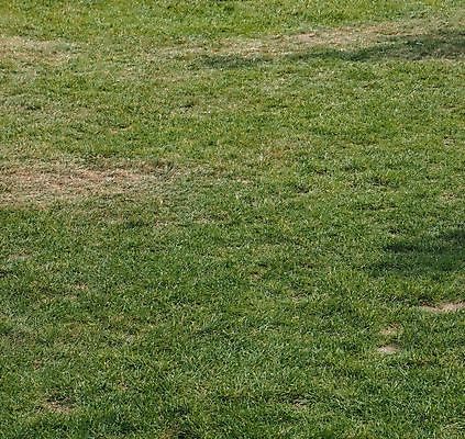 포토 JPG 해외이미지 백그라운드 패턴 자연 표면 잔디 사람없음 초록색 공백 질감 해외포토 식물 컬러 무늬 생태계 파일형식 이미지허브