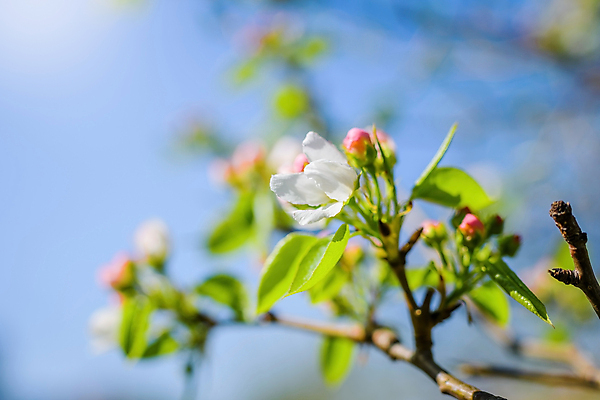 포토 JPG 해외이미지 나무 식물 계절 꽃잎 꽃 백그라운드 꽃무늬 자연 하늘 사람없음 초록색 정원 봄 벚꽃 흰색 나뭇가지 신선 개화 사과 내추럴 해외포토 컬러 무늬 과일 생태계 파일형식 이미지허브