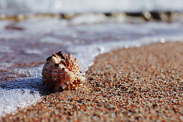 포토 JPG 해외이미지 주간 모래 해변 사람없음 야외 소라 해외포토 자연요소 바다 어패류 파일형식 이미지허브