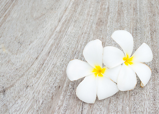 포토 JPG 해외이미지 나무 식물 계절 꽃잎 꽃 백그라운드 잎 자연 탁자 따뜻함 사람없음 목재 초록색 노란색 정원 스파 활발 벚꽃 흰색 나뭇가지 황금 닫기 다발 향수 순수 향기 냄새 아로마 아열대 해외포토 컬러 가구 컨셉 재료 모션 화장품 생태계 파일형식 이미지허브