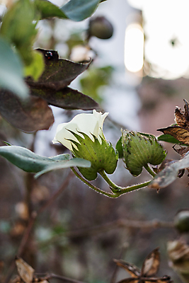 포토 JPG 해외이미지 나무 식물 계절 열매 꽃 음식 잎 과일 자연 하늘 사람없음 초록색 정원 봄 성장 벚꽃 흰색 나뭇가지 신선 해외포토 컬러 생태계 파일형식 이미지허브