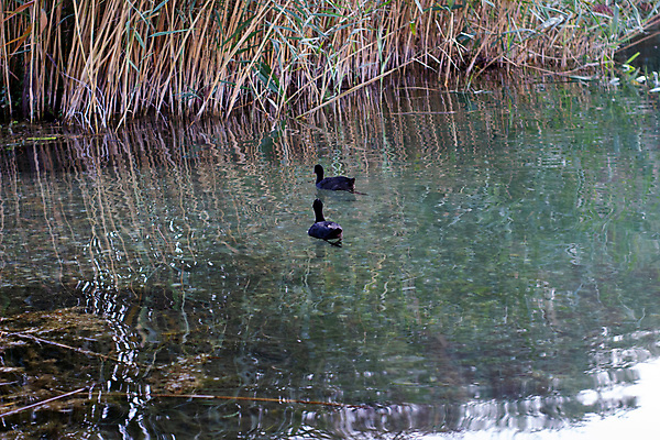 포토 JPG 해외이미지 동물 공원 실루엣 호수 야생동물 바다 백그라운드 가족 자연 조류 하늘 오리 풍경 사람없음 야외 초록색 물 여름 파란색 강 태양 반사 갈색 환경 검은색 수영 일몰 자유 연못 저녁 향수 깃털 파운드 물새 내추럴 해외포토 자연요소 계절 공공시설 컬러 컨셉 돈 관계 촬영기법 노을 화장품 수상스포츠 야간 생태계 파일형식 이미지허브