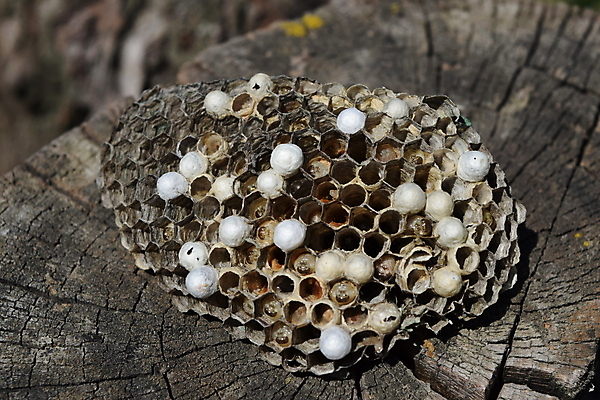 포토 JPG 해외이미지 모양 동물 야생동물 곤충 절지류 날개 자연 건조 골격 세포 사람없음 야외 노란색 줄무늬 재킷 고통 작업 독약 해충 둥지 말벌 위험 육식동물 애벌레 육각형 꿀 찌르기 벌집 소셜 식민지 해외포토 도형 감정 컬러 컨셉 무늬 모션 외투 벌레 벌_곤충 생태계 파일형식 이미지허브