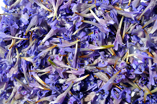 포토 JPG 해외이미지 식물 꽃 백그라운드 패턴 밭 자연 사람없음 파란색 쌓기 보라색 봄 벚꽃 흰색 개화 그룹 약초 다발 허브 제비꽃 내추럴 해외포토 계절 컬러 무늬 농업 모션 풀_식물 생태계 파일형식 이미지허브