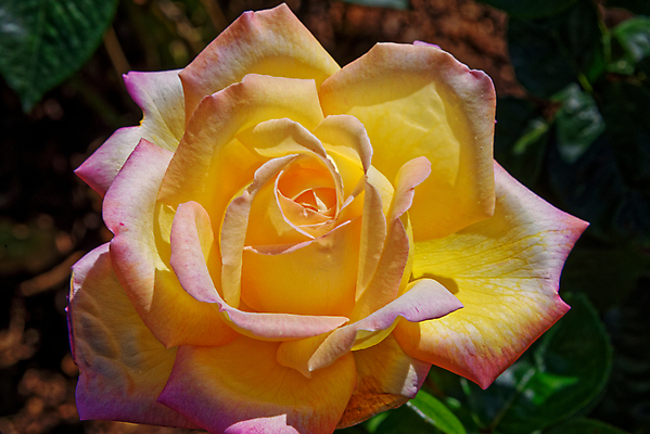 포토 JPG 해외이미지 식물 꽃잎 꽃 분홍색 꽃다발 결혼 백그라운드 잎 꽃무늬 밭 농업 자연 발렌타인데이 사랑 사람없음 야외 장식 빨간색 초록색 컬러풀 장미 정원 봄 벚꽃 흰색 축하 신선 개화 다발 원예 내추럴 해외포토 계절 감정 산업 컬러 컨셉 무늬 데이이벤트 이벤트 취미 생태계 파일형식 이미지허브