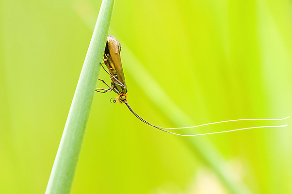 포토 JPG 해외이미지 식물 동물 계절 꽃 야생동물 나비 곤충 백그라운드 잎 날개 자연 사람없음 야외 초록색 빛 컬러풀 정원 닫기 해충 벌레 위험 작음 무서움 딱정벌레 묘사 싱글 생물학 무당벌레 거미 내추럴 고립 오싹 해외포토 교육 감정 컬러 컨셉 모션 크기 생태계 파일형식 이미지허브
