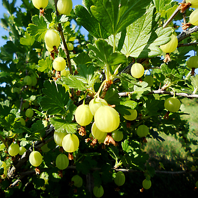 포토 JPG 해외이미지 주간 잎 사람없음 야외 초록색 구스베리 해외포토 자연요소 식물 열매 컬러 파일형식 이미지허브