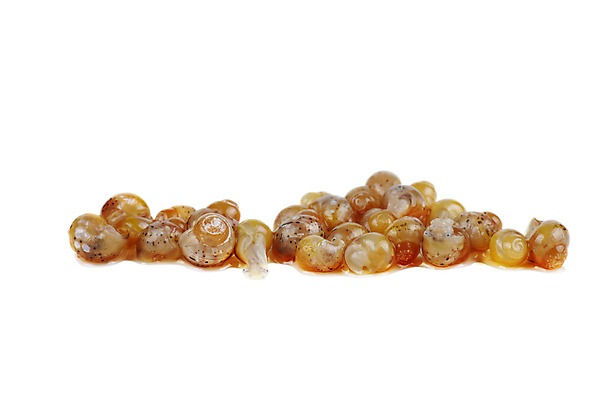 포토 JPG 해외이미지 동물 음식 연체동물 안테나 사람없음 갈색 껍질 흰색 신생아 해충 작음 달팽이 거인 고립 많음 끈적임 해외포토 컬러 컨셉 통신 무척추동물 아기 벌레 크기 파일형식 이미지허브