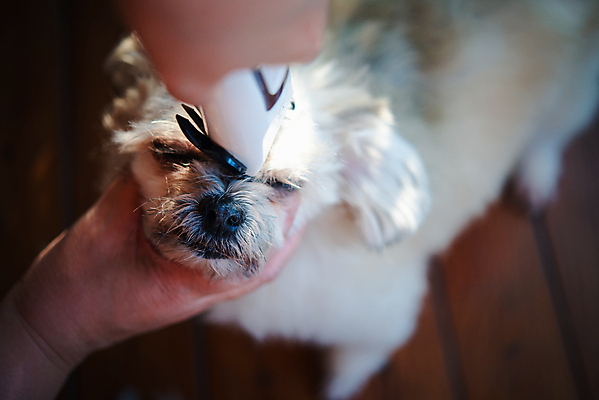 포토 JPG 해외이미지 한마리 손 실내 들기 아웃포커스 신체부위 귀여움 눈감음 강아지 바리깡 애견미용 애견미용사 나무배경 믹스견 해외포토 1 백그라운드 컨셉 모션 촬영기법 사람 내부 반려동물 뷰티 개 미용사 파일형식 이미지허브