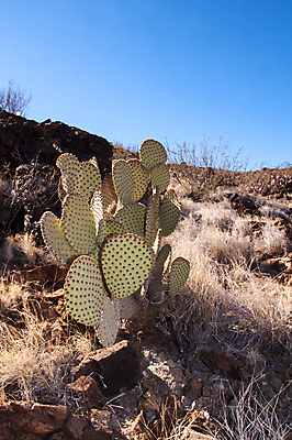 포토 JPG 해외이미지 나무 식물 꽃 야생동물 분홍색 여행 백그라운드 북아메리카 꽃무늬 자연 날씨 선인장 건조 풍경 사람없음 초록색 물 컬러풀 세계 보라색 미국 사막 뜨거움 액체 냄비 숲 척추 내추럴 해외포토 자연요소 동물 컬러 무늬 뼈 아메리카 솥 생태계 파일형식 이미지허브