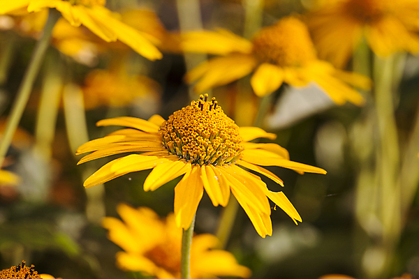 포토 JPG 해외이미지 식물 꽃잎 꽃 백그라운드 꽃무늬 오렌지 자연 선물 사람없음 빨간색 컬러풀 노란색 정원 들꽃 성장 벚꽃 흰색 신선 묘사 오브젝트 데이지 내추럴 고립 해외포토 컬러 무늬 과일 생태계 파일형식 이미지허브