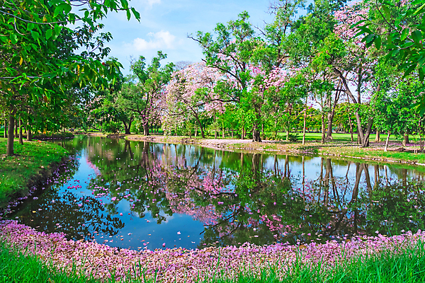 포토 JPG 해외이미지 주간 나무 공원 호수 태국 자연 하늘 풍경 사람없음 야외 물 반사 봄 벚꽃 방콕 해외포토 자연요소 식물 계절 공공시설 꽃 아시아 생태계 파일형식 이미지허브