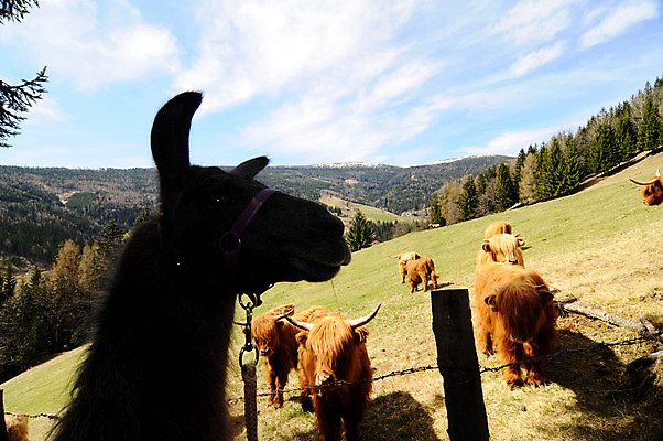 포토 JPG 해외이미지 동물 농업 생물 사람없음 경제 농장 가축 농부 라마 밭일 해외포토 직업 산업 파일형식 이미지허브