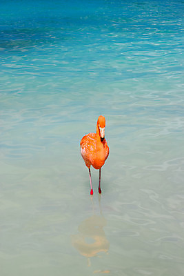 포토 JPG 해외이미지 나무 모래 바다 섬 여행 자연 하늘 휴가 손바닥 풍경 사람없음 야외 물 여름 파란색 야자수 맑음 흰색 휴양지 코코넛 카리브해 이국적 파라다이스 수평선 해외포토 자연요소 식물 손 계절 컬러 과일 날씨 장소 생태계 파일형식 이미지허브