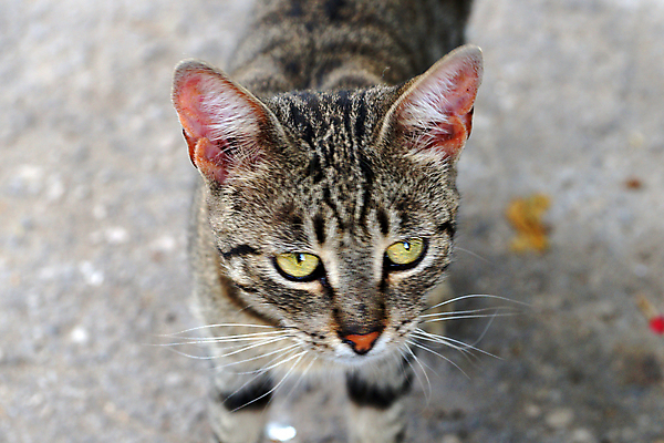 포토 JPG 해외이미지 동물 1 얼굴 백그라운드 장난 포유류 자연 털 사람없음 야외 초록색 반려동물 정원 고양이 회색 흰색 노숙자 해외포토 컬러 신체부위 생태계 파일형식 이미지허브