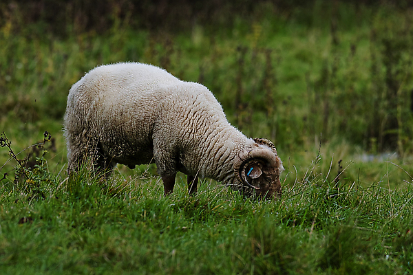포토 JPG 해외이미지 동물 영어 음식 밭 농업 포유류 자연 초식동물 잉글랜드 털 뿔 육류 성인 사람없음 야외 초록색 농장 가축 코트 시골 양 방목 굽기 양고기 양모 램 방목장 밭일 찰과상 해외포토 문자 산업 컬러 식재료 영국 사람 외투 직물 축산업 상처 구이 생태계 파일형식 이미지허브