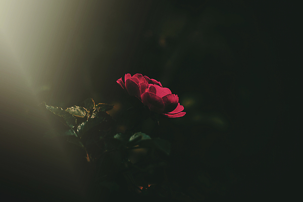 포토 JPG 해외이미지 식물 꽃잎 꽃 자연 따뜻함 사람없음 야외 빨간색 여름 햇빛 장미 정원 성장 벚꽃 원형 내추럴 해외포토 도형 계절 컬러 태양 생태계 파일형식 이미지허브