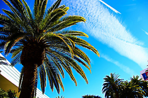 포토 JPG 해외이미지 나무 식물 모래 바다 섬 여행 벽지 하늘 휴식 열대 손바닥 풍경 사람없음 물 야자수 맑음 장면 태평양 코코넛 천국 이웃 남쪽 발견 내추럴 공화국 이국적 터키석 파라다이스 플로리다 해외포토 자연요소 손 나라 컨셉 과일 날씨 미국 보석 방향 파일형식 이미지허브