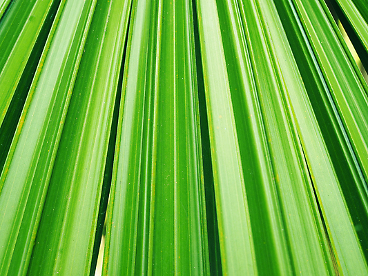 포토 JPG 해외이미지 나무 식물 여행 백그라운드 잎 패턴 자연 벽지 추상 휴식 바나나 손바닥 사람없음 초록색 여름 빛 환경 정원 봄 성장 신선 부채 닫기 숲 큼 열대우림 묘사 흰배경 유기농 질감 조경 정맥 내추럴 고립 생태학 이국적 해외포토 손 웰빙 계절 교육 컬러 컨셉 무늬 과일 모션 흰색 크기 생태계 혈관 파일형식 이미지허브