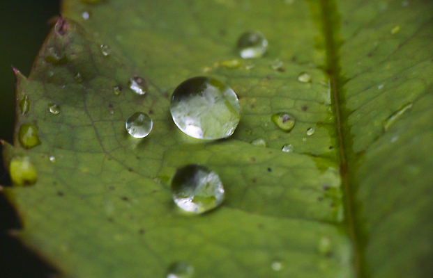 포토 JPG 해외이미지 나무 식물 계절 백그라운드 잎 자연 사람없음 초록색 물 여름 빛 평화 환경 정원 화목 봄 거품 젖음 성장 물방울 신선 액체 닫기 떨어짐 이슬 수분 빗방울 순수 질감 정맥 내추럴 광 완전 해외포토 자연요소 컬러 컨셉 모션 비_날씨 생태계 혈관 파일형식 이미지허브