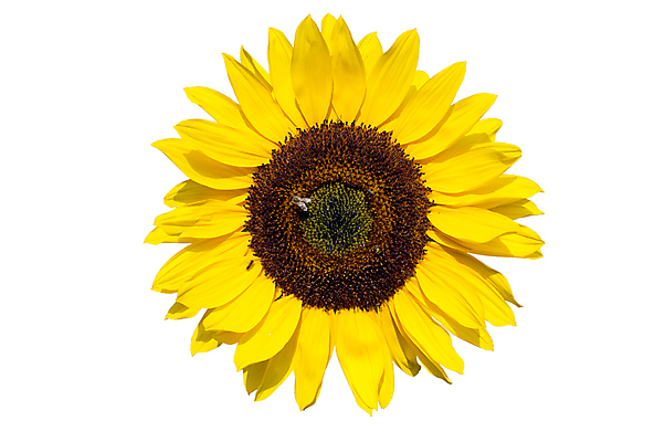 포토 JPG 해외이미지 모양 식물 꽃잎 꽃 백그라운드 잎 꽃무늬 농업 자연 해바라기 사람없음 장식 컬러풀 햇빛 노란색 정원 맑음 화목 활발 벚꽃 흰색 오픈 원형 개화 닫기 심볼 싱글 흰배경 원예 질감 개미 내추럴 고립 완벽 해외포토 도형 산업 컬러 곤충 컨셉 무늬 모션 날씨 취미 태양 생태계 파일형식 이미지허브